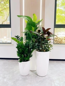 宁波前湾花木出租价格多少？这里有你想要的答案！