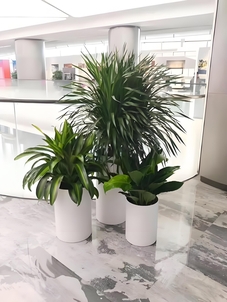 花卉出租助力杭州湾,营造别样清新舒适氛围